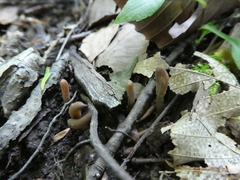 Microglossum olivaceum