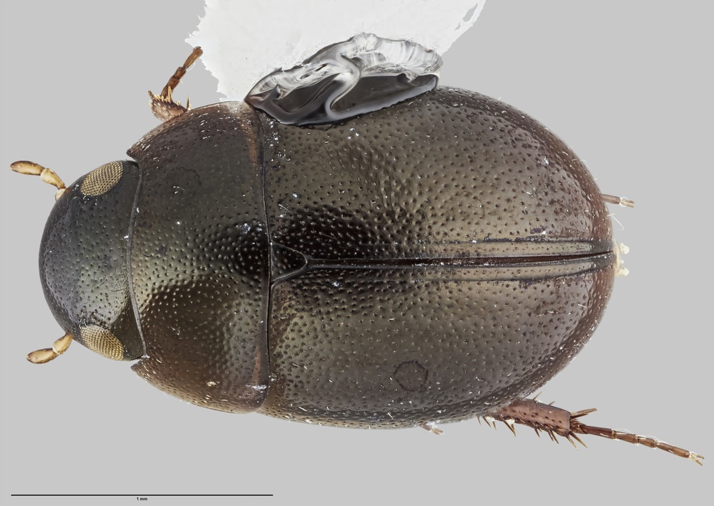 Chaetarthriinae