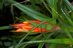 Guzmania angustifolia