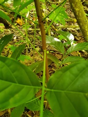 Swietenia macrophylla