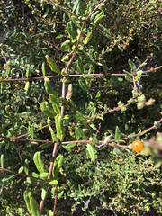 Lonicera subspicata subspicata