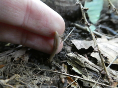 Microglossum olivaceum