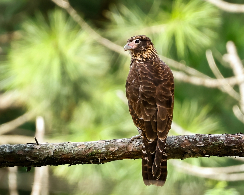 Yellow-headed Caracara