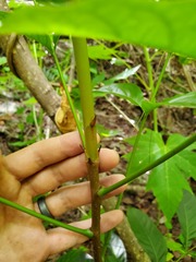 Swietenia macrophylla