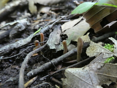 Microglossum olivaceum