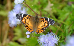 Vanessa virginiensis