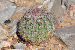 Echinomastus intertextus dasyacanthus