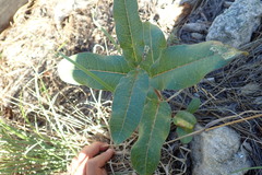 Asclepias hypoleuca