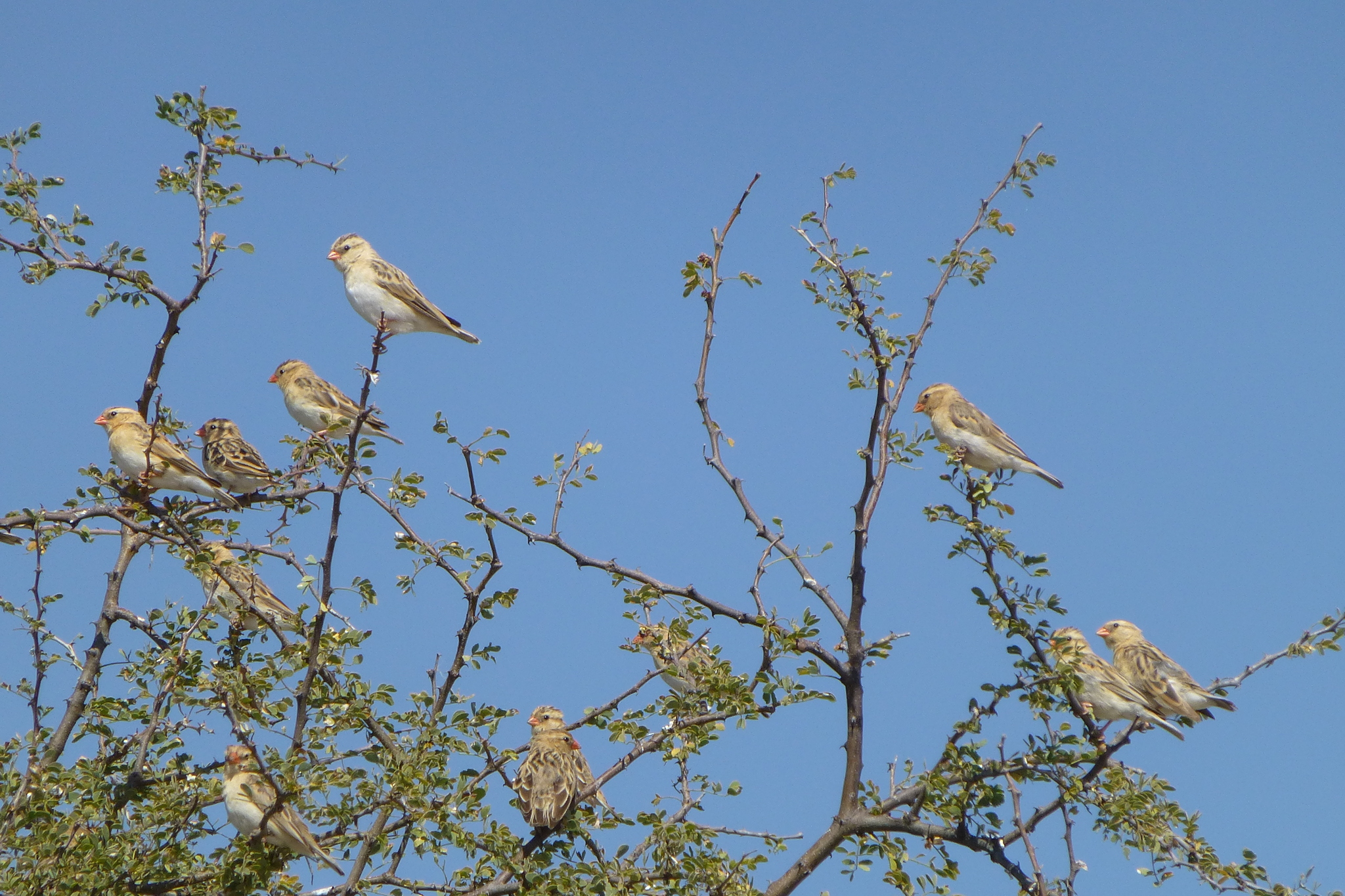 Red-billed Quelea illustration