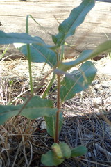 Asclepias hypoleuca