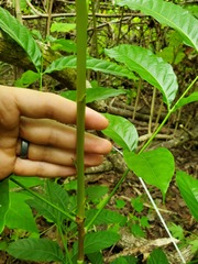Swietenia macrophylla