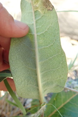 Asclepias hypoleuca