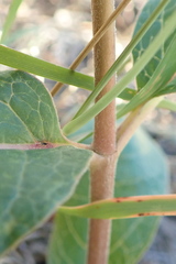 Asclepias hypoleuca