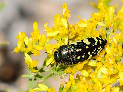 Acmaeodera flavopicta