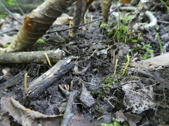 Clavaria flavipes