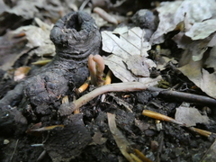 Microglossum olivaceum