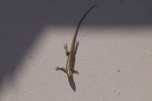 Monard’s Skink [monardi], Trachylepis wahlbergii