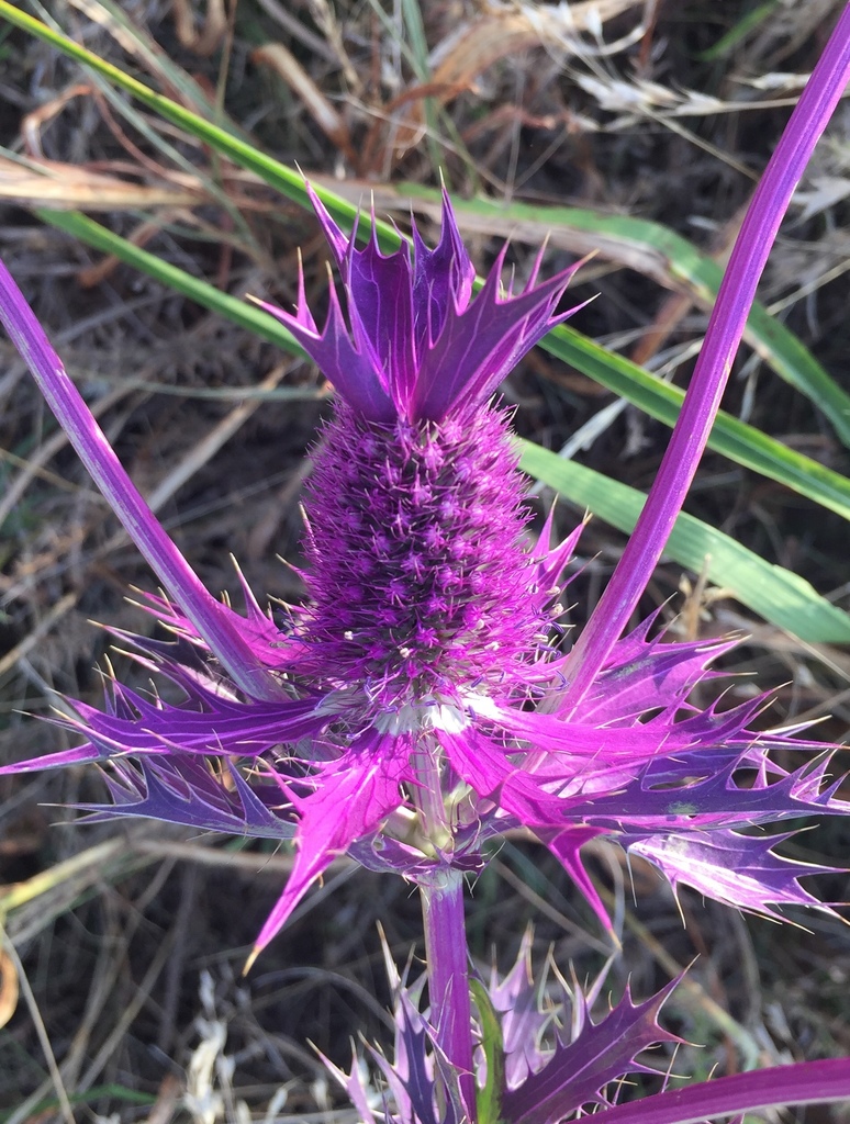 Eryngos (Genus Eryngium) · iNaturalist