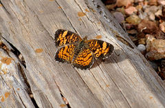 Phyciodes tharos
