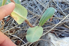 Asclepias hypoleuca