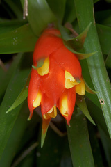 Guzmania angustifolia