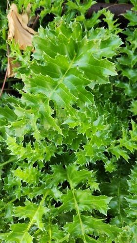 Cirsium maritimum iNat (2)