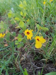 Chamaecrista calycioides