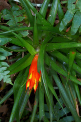 Guzmania angustifolia
