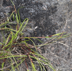 Schoenus maschalinus