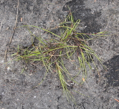 Schoenus maschalinus