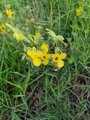 Chamaecrista calycioides