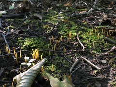 Clavulinopsis corniculata