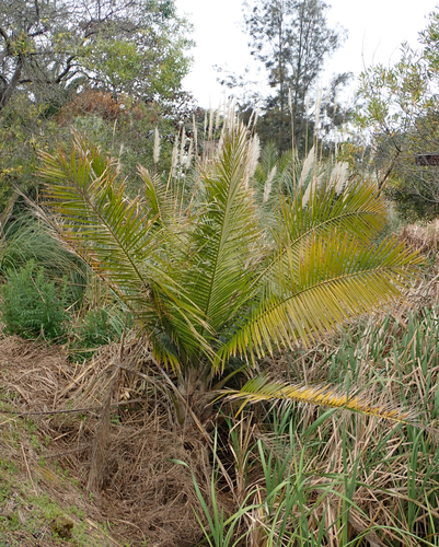 Majesty Palm