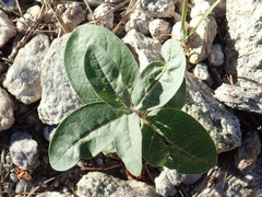 Asclepias hypoleuca