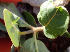 Asclepias hypoleuca