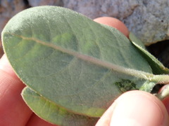 Asclepias hypoleuca