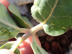 Asclepias hypoleuca