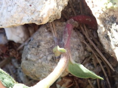 Asclepias hypoleuca