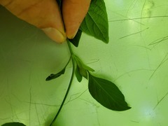 Swietenia macrophylla