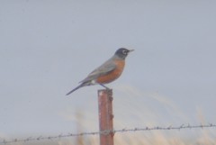 Turdus migratorius propinquus