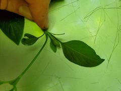 Swietenia macrophylla