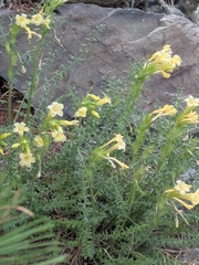 Polemonium brandegeei, photograph (c) jayjt, some rights reserved (CC BY)