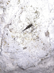 Petrobius brevistylis