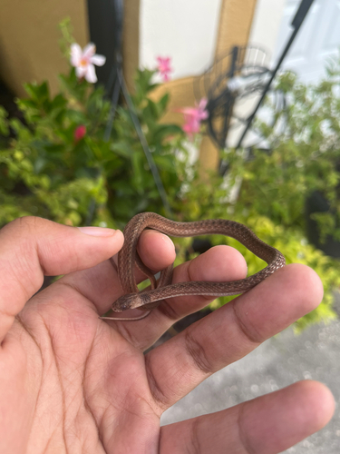 Florida Brownsnake