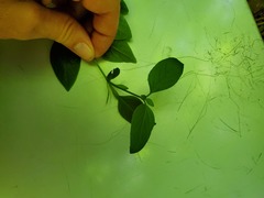 Swietenia macrophylla