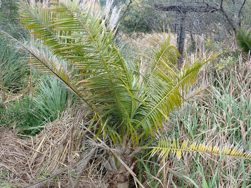 Ravenea rivularis