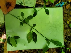 Swietenia macrophylla