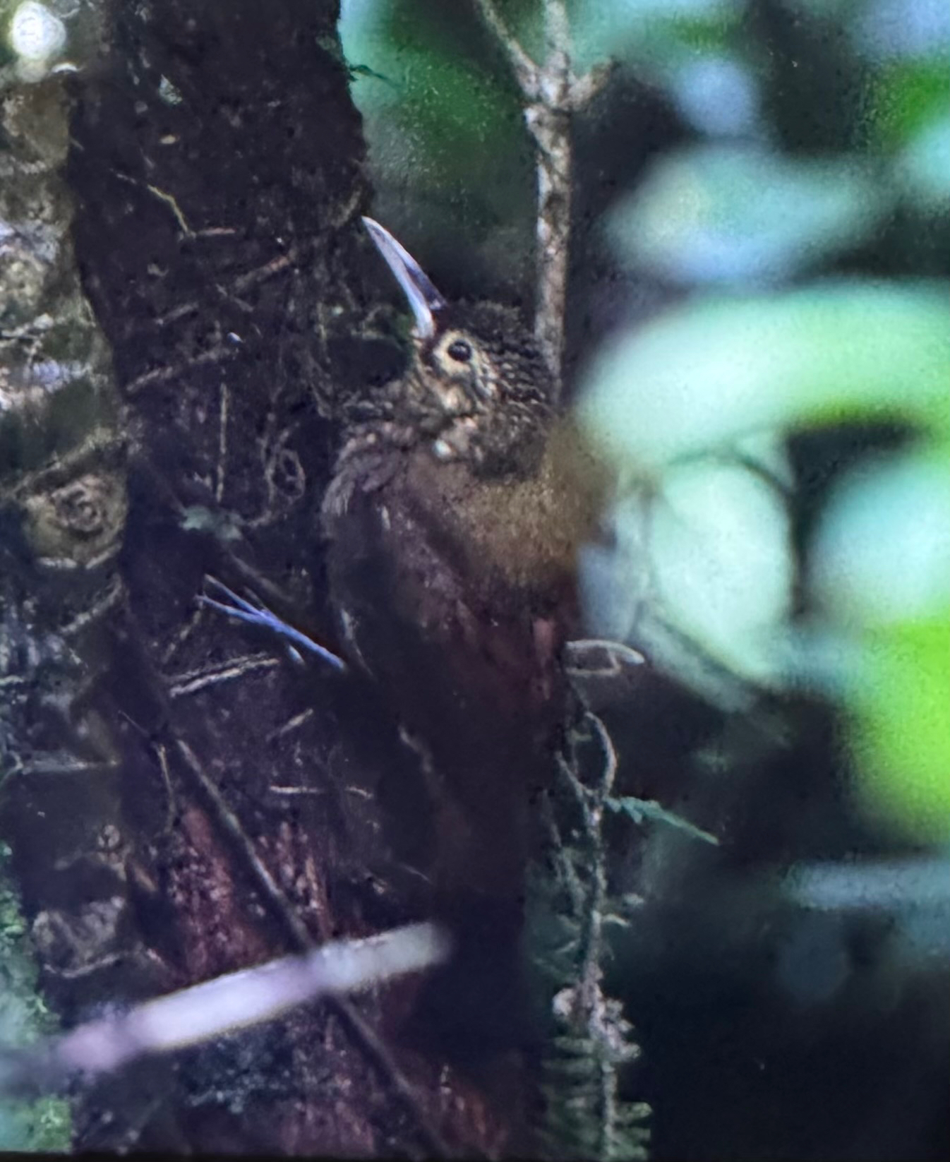 Spotted Woodcreeper (Xiphorhynchus erythropygius), photo 10