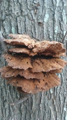 Fungi