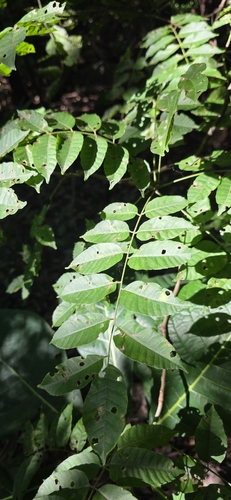 Astronium graveolens - Leaves